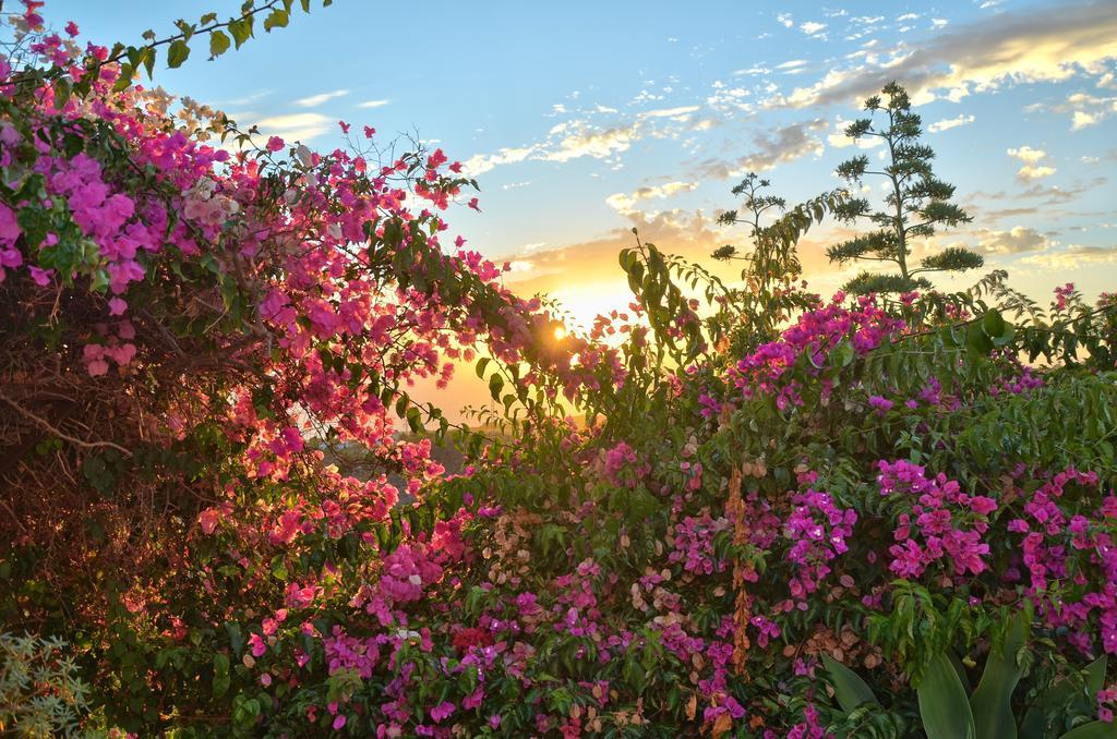 Finca La Tosca Guía de Isora Εξωτερικό φωτογραφία